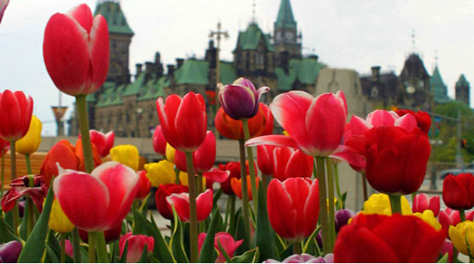 Parliament buildings with tulip garden in forefront